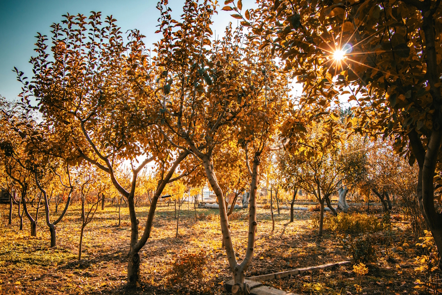 Articles non classés